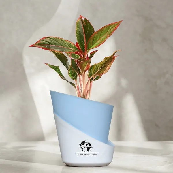 Aglaonema_Red_Indoor_Plant_With_Self_Watering_Pot