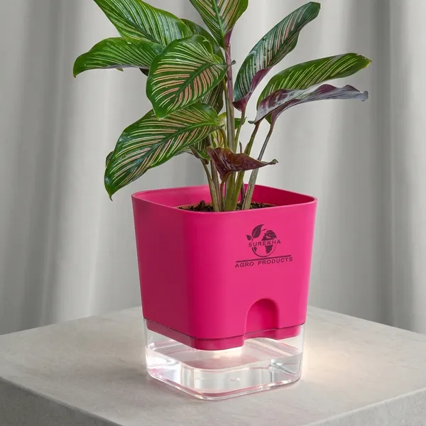 Calathea_Ornata_Live_Plant_In_Self_Watering_Pot