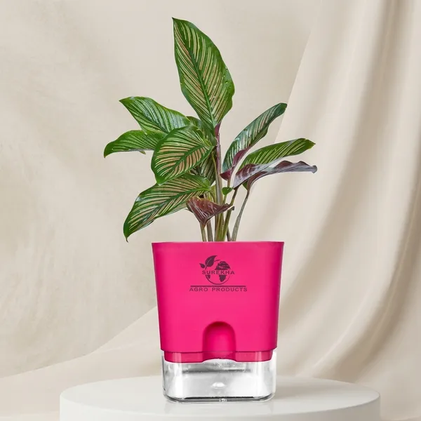 Calathea_Ornata_Live_Plant_In_Self_Watering_Pot