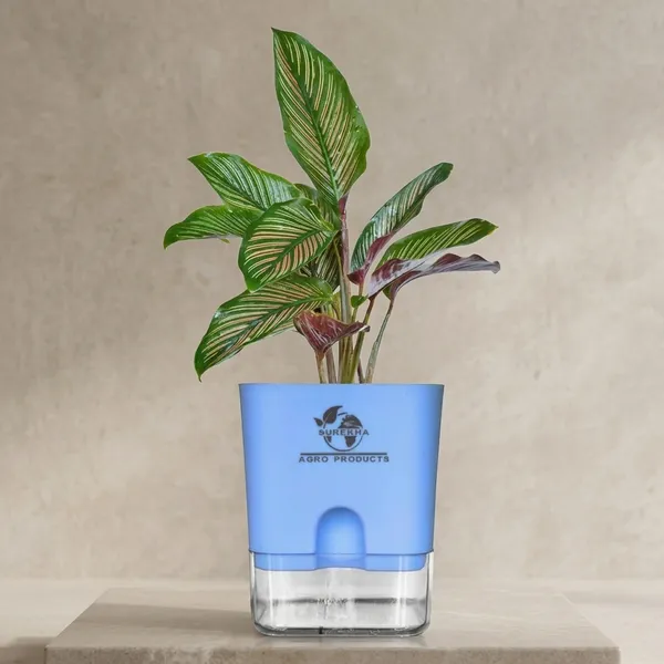 Calathea_Ornata_Live_Plant_In_Self_Watering_Pot