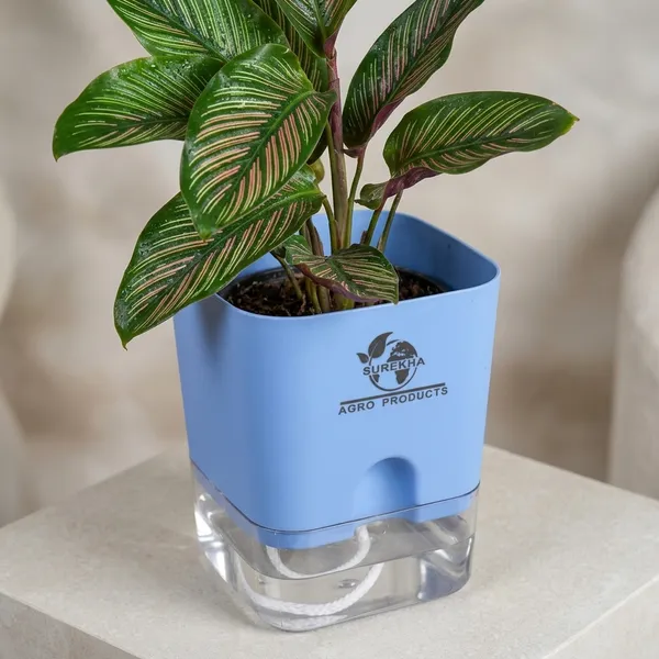 Calathea_Ornata_Live_Plant_In_Self_Watering_Pot