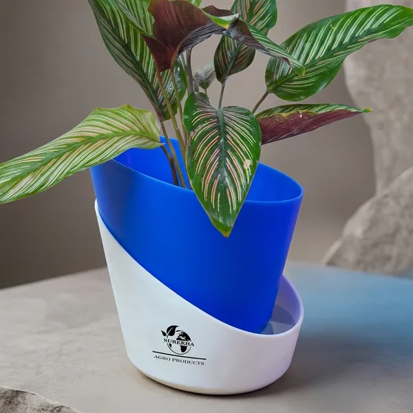 Calathea_Ornata_In_Self_Watering_Pot