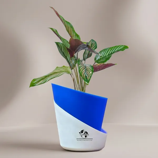 Calathea_Ornata_In_Self_Watering_Pot