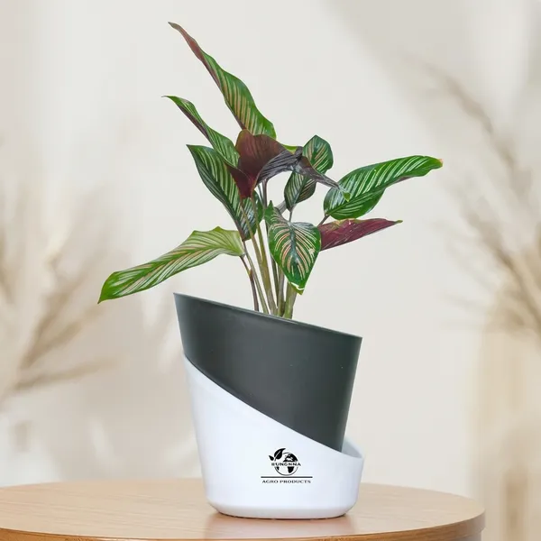 Calathea_Ornata_Live_Plant_In_Self_Watering_Pot