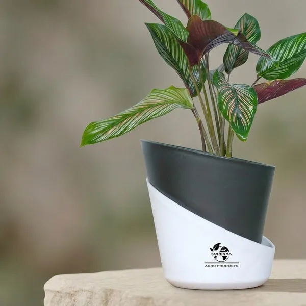 Calathea_Ornata_Live_Plant_In_Self_Watering_Pot