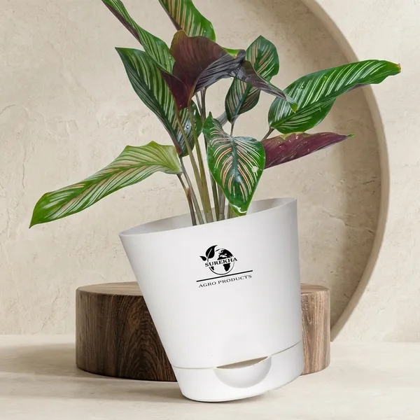 Calathea_Ornata_Plant_In_Self_Watering_Pot