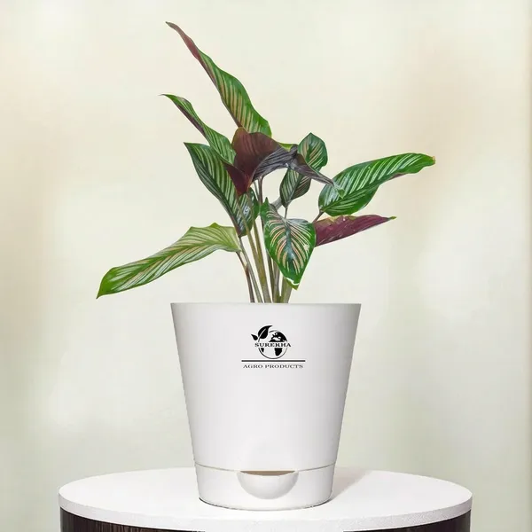 Calathea_Ornata_Plant_In_Self_Watering_Pot