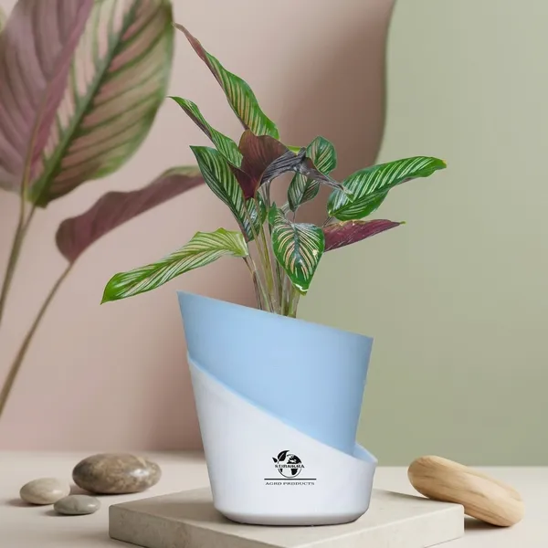 Calathea_Ornata_In_Self_Watering_Pot