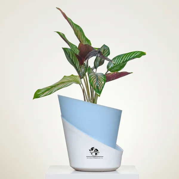 Calathea_Ornata_In_Self_Watering_Pot