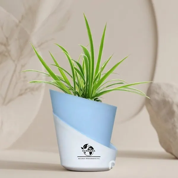 Spider_Plant_With_Self_Watering_Pot