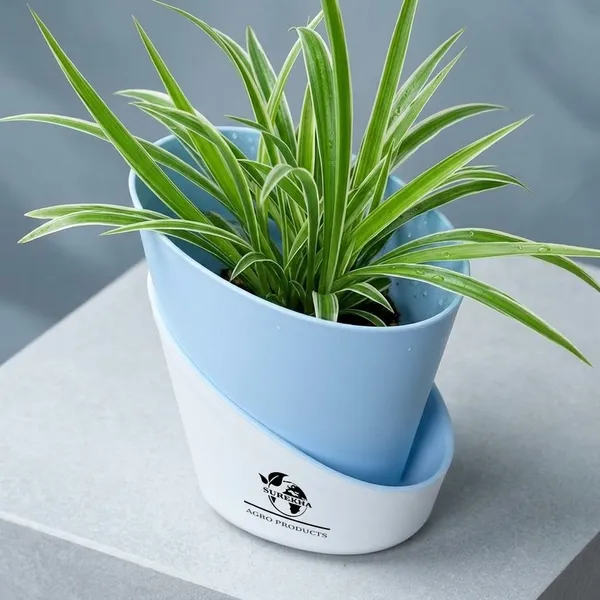 Spider_Plant_With_Self_Watering_Pot