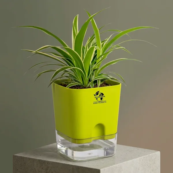 Spider_Plant_(Chlorophytum)_With_Self_Watering_Pot