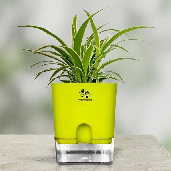 Spider_Plant_(Chlorophytum)_With_Self_Watering_Pot