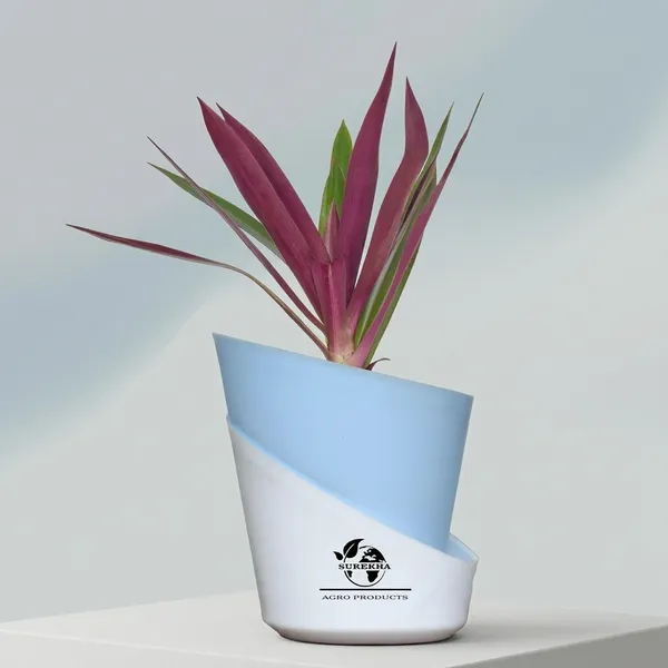Rhoeo_Neon_Plant_With_Self_Watering_Pot