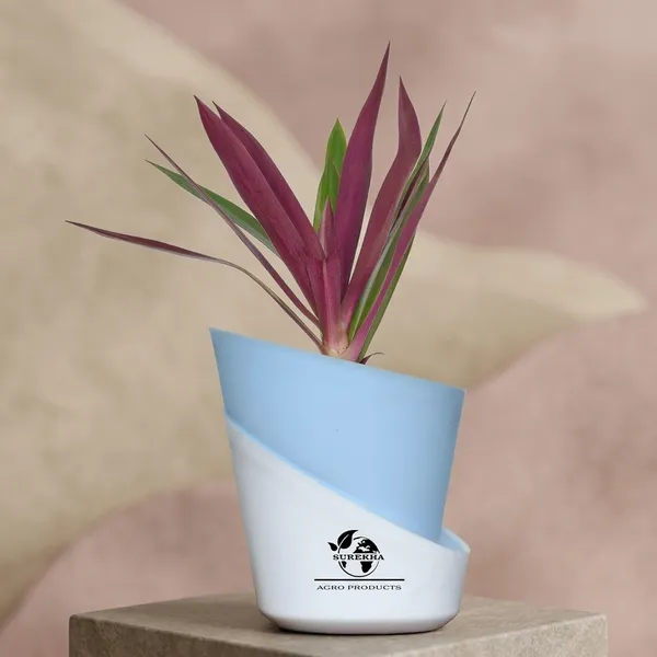 Rhoeo_Neon_Plant_With_Self_Watering_Pot