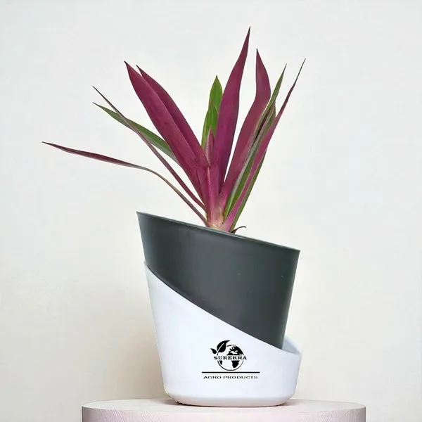 Rhoeo_Neon_Plant_With_Self_Watering_Pot