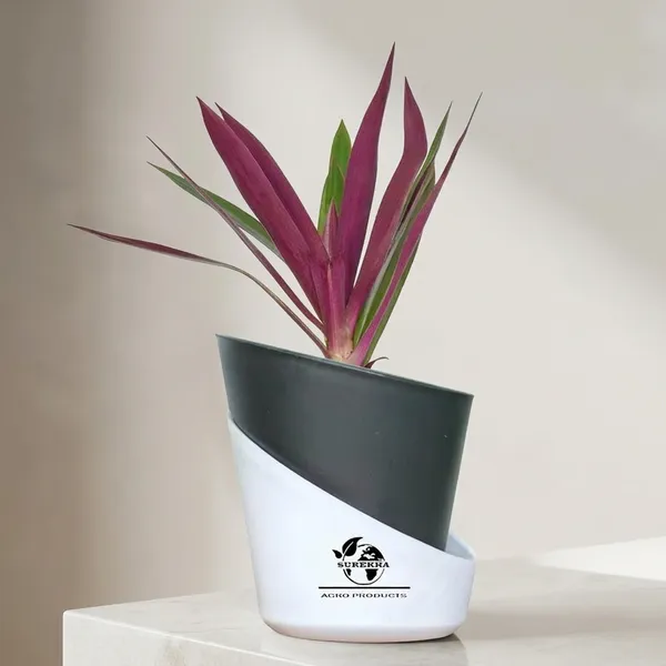 Rhoeo_Neon_Plant_With_Self_Watering_Pot