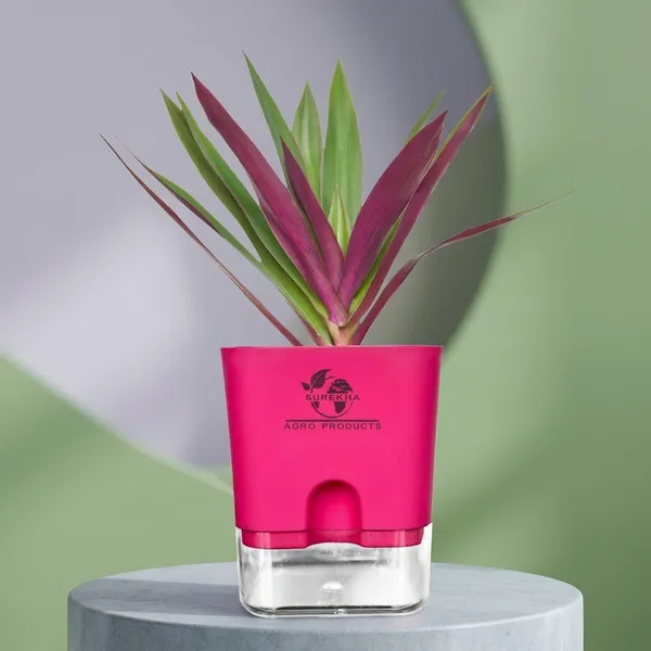 Rhoeo_Neon_Plant_With_Self_Watering_Pot