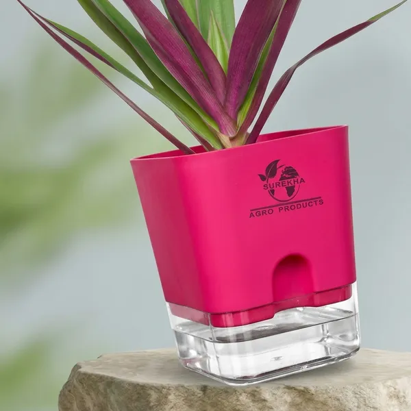 Rhoeo_Neon_Plant_With_Self_Watering_Pot