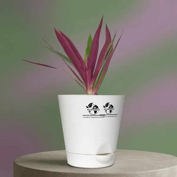 Rhoeo__Neon_Plant_With_Self_Watering_Pot
