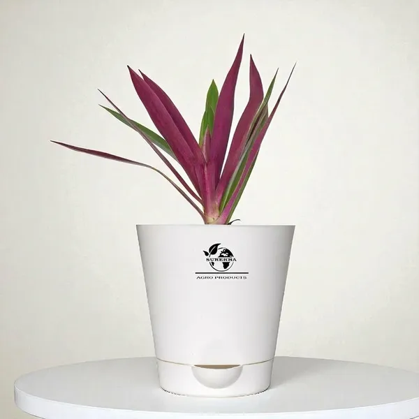 Rhoeo__Neon_Plant_With_Self_Watering_Pot
