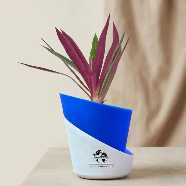 Rhoeo_Neon_Plant_With_Self_Watering_Pot