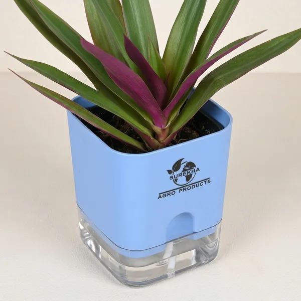 Rhoeo_Neon_Plant_With_Self_Watering_Pot