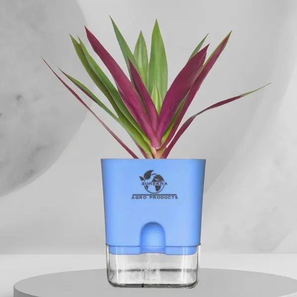 Rhoeo_Neon_Plant_With_Self_Watering_Pot