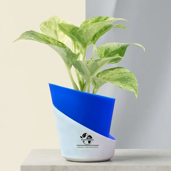Marble_Queen_Pothos_In_Self_Watering_Pot