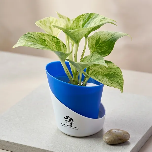 Marble_Queen_Pothos_In_Self_Watering_Pot
