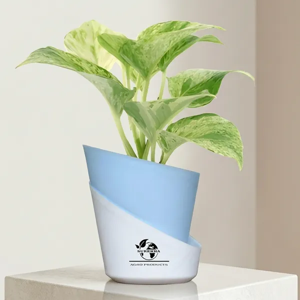 Marble_Queen_Pothos_Plant_In_Self_Watering_Pot