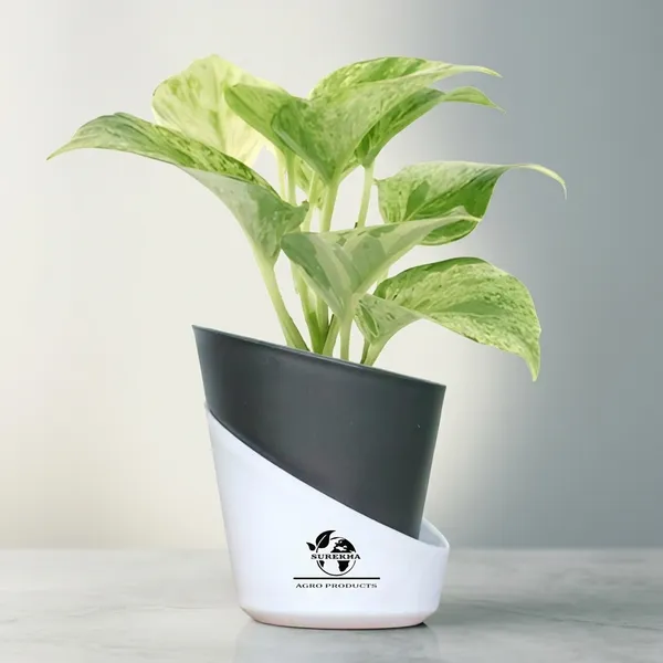 Marble_Queen_Pothos_Plant_In_Self_Watering_Pot