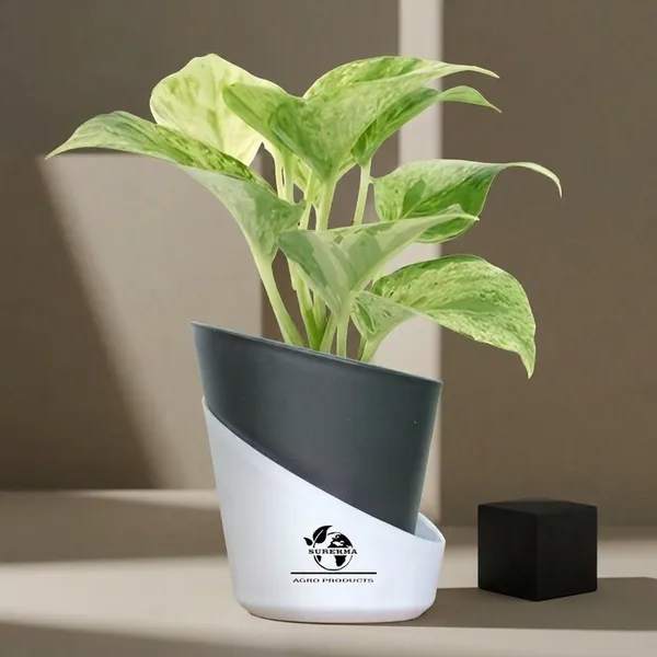 Marble_Queen_Pothos_Plant_In_Self_Watering_Pot