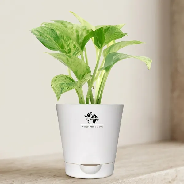 Marble_Queen_Pothos_In_Self_Watering_Pot