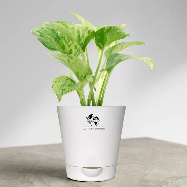 Marble_Queen_Pothos_In_Self_Watering_Pot