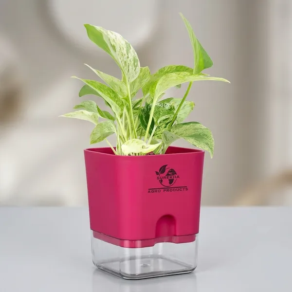 Marble_Queen_Pothos_Plant_In_Self_Watering_Pot