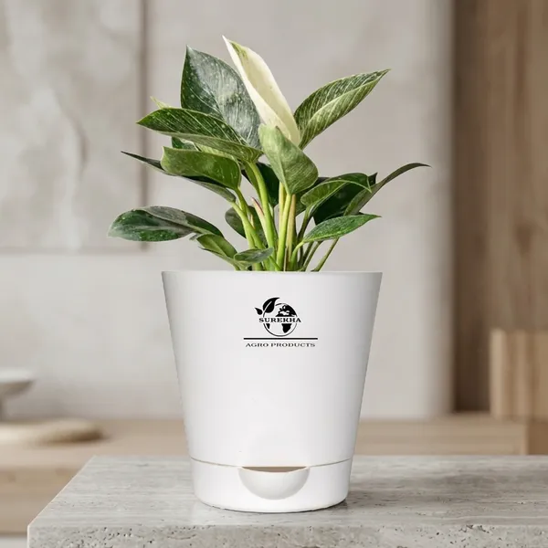 Philodendron_Green_Princess_With_Self_Watering_Pot