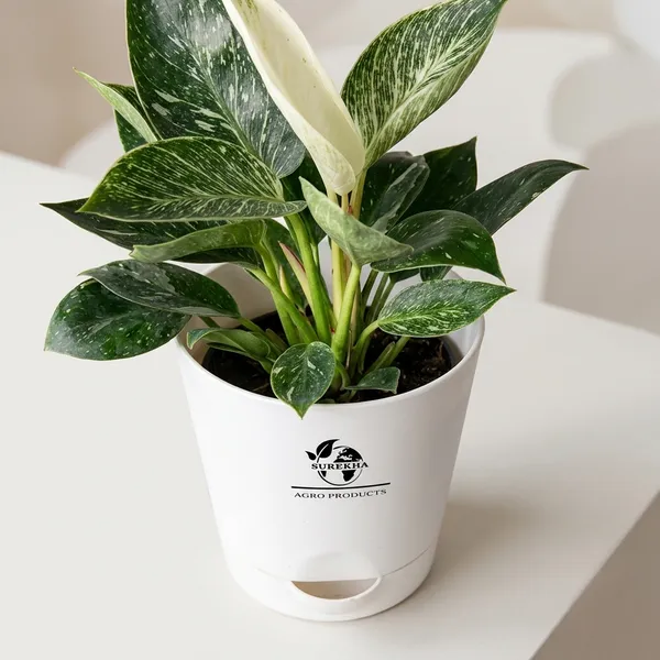 Philodendron_Green_Princess_With_Self_Watering_Pot