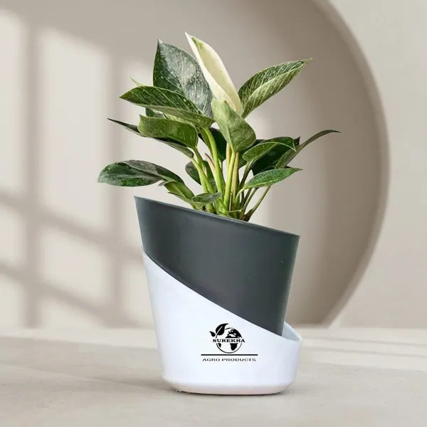 Philodendron_Green_Princess_With_Self_Watering_Pot
