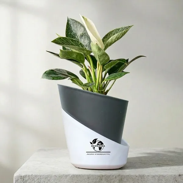 Philodendron_Green_Princess_With_Self_Watering_Pot