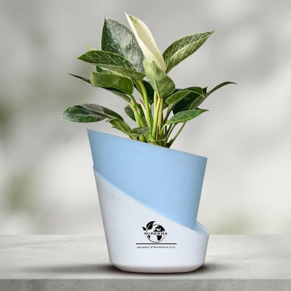 Philodendron_Green_Princess_With_Self_Watering_Pot