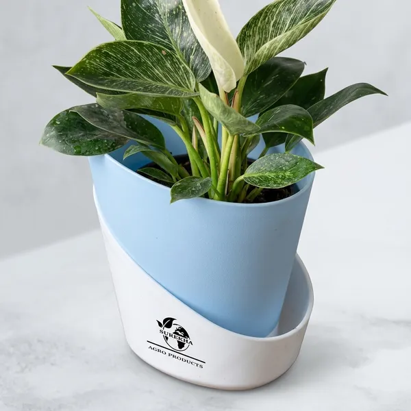Philodendron_Green_Princess_With_Self_Watering_Pot