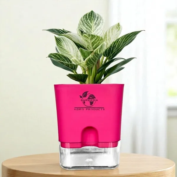 Philodendron_Green_Princess_With_Self_Watering_Pot