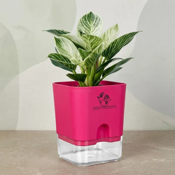 Philodendron_Green_Princess_With_Self_Watering_Pot
