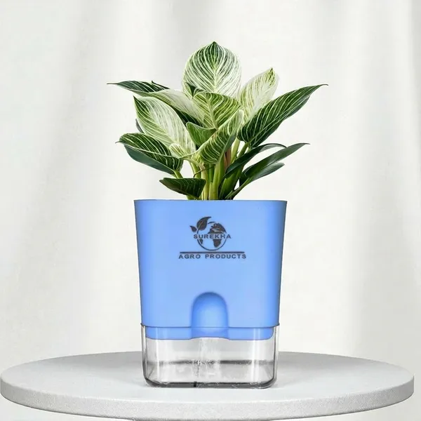 Philodendron_Green_Princess_With_Self_Watering_Pot