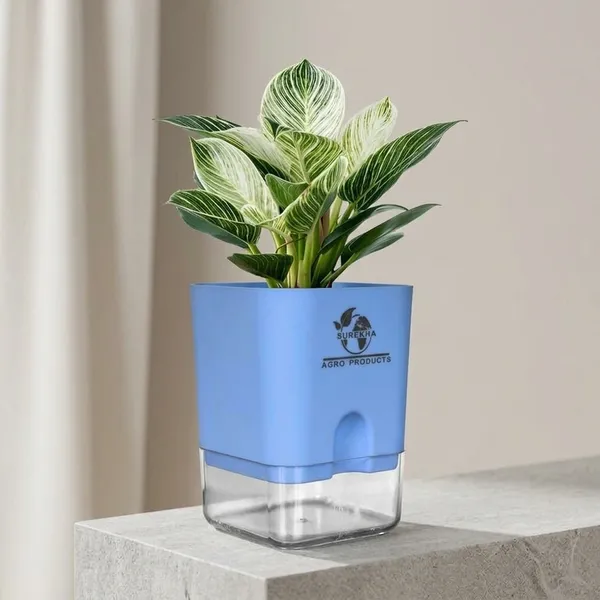 Philodendron_Green_Princess_With_Self_Watering_Pot