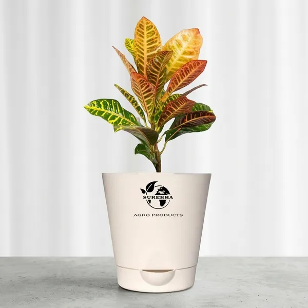 Croton_Petra_Plant_With_Self_Watering_Pot