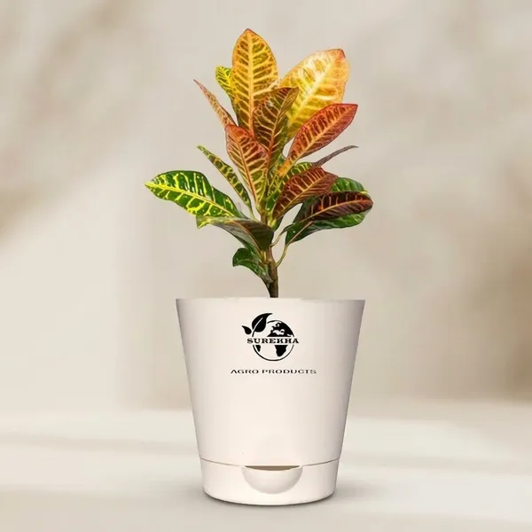 Croton_Petra_Plant_With_Self_Watering_Pot