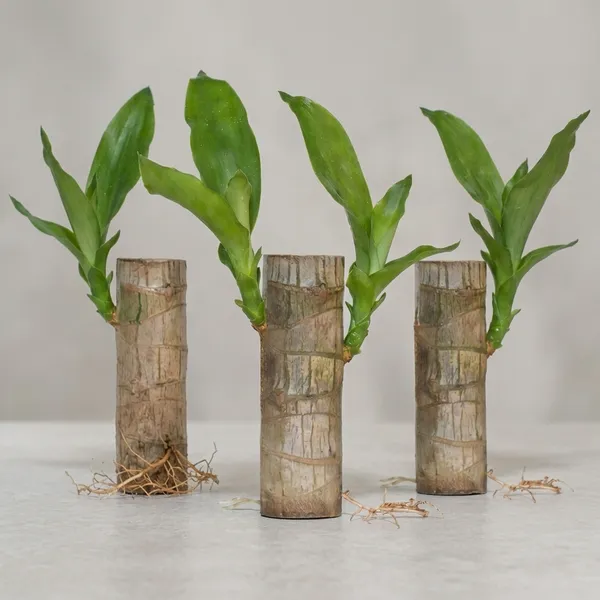Brazilian_Wood_Plant_-_Pack_Of_3