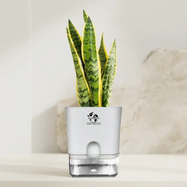 Snake_Plant_Laurentii_In_Self_Watering_Pot